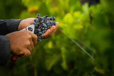 Journée de vendange dans le Var